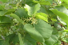 Cissus pallida